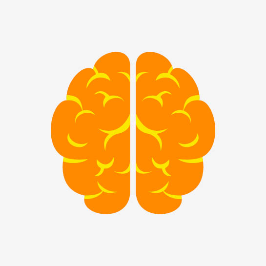 A simple, flat illustration of an orange brain with yellow highlights, shown from above, divided into two symmetrical halves on a light gray background.
